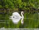 Swan – Łabędź